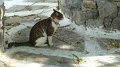 Mykonos cat 5